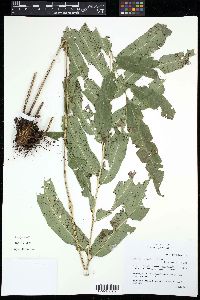 Phanerophlebia remotispora image