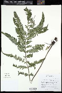 Asplenium achilleifolium image