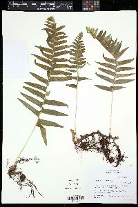 Polypodium plesiosorum image