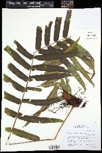 Polypodium puberulum image