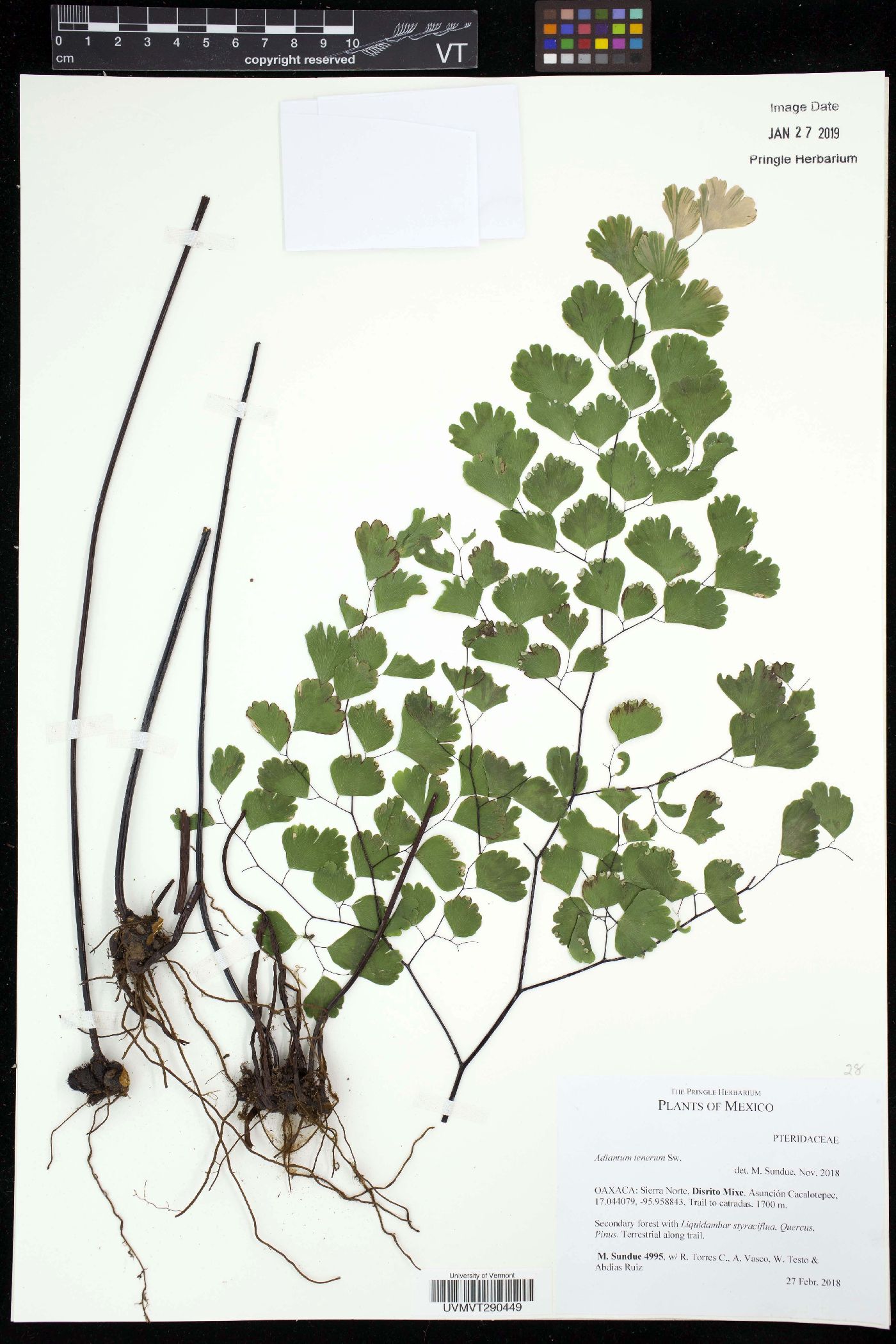 Adiantum tenerum image