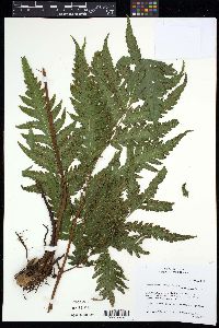 Tectaria mexicana image