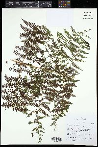 Dennstaedtia distenta image