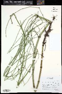 Equisetum myriochaetum image