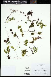 Hymenophyllum polyanthos image