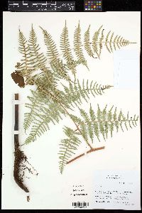 Pteridium arachnoideum image