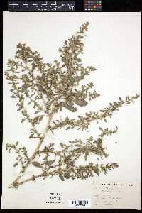 Amaranthus blitoides image