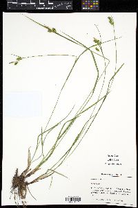 Carex pallescens image