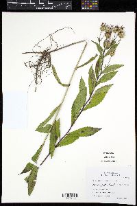 Eurybia radula image