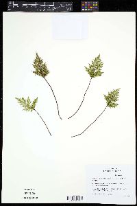 Aspidotis carlotta-halliae image