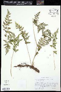 Cystopteris protrusa image