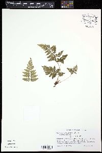 Cystopteris × tennesseensis image