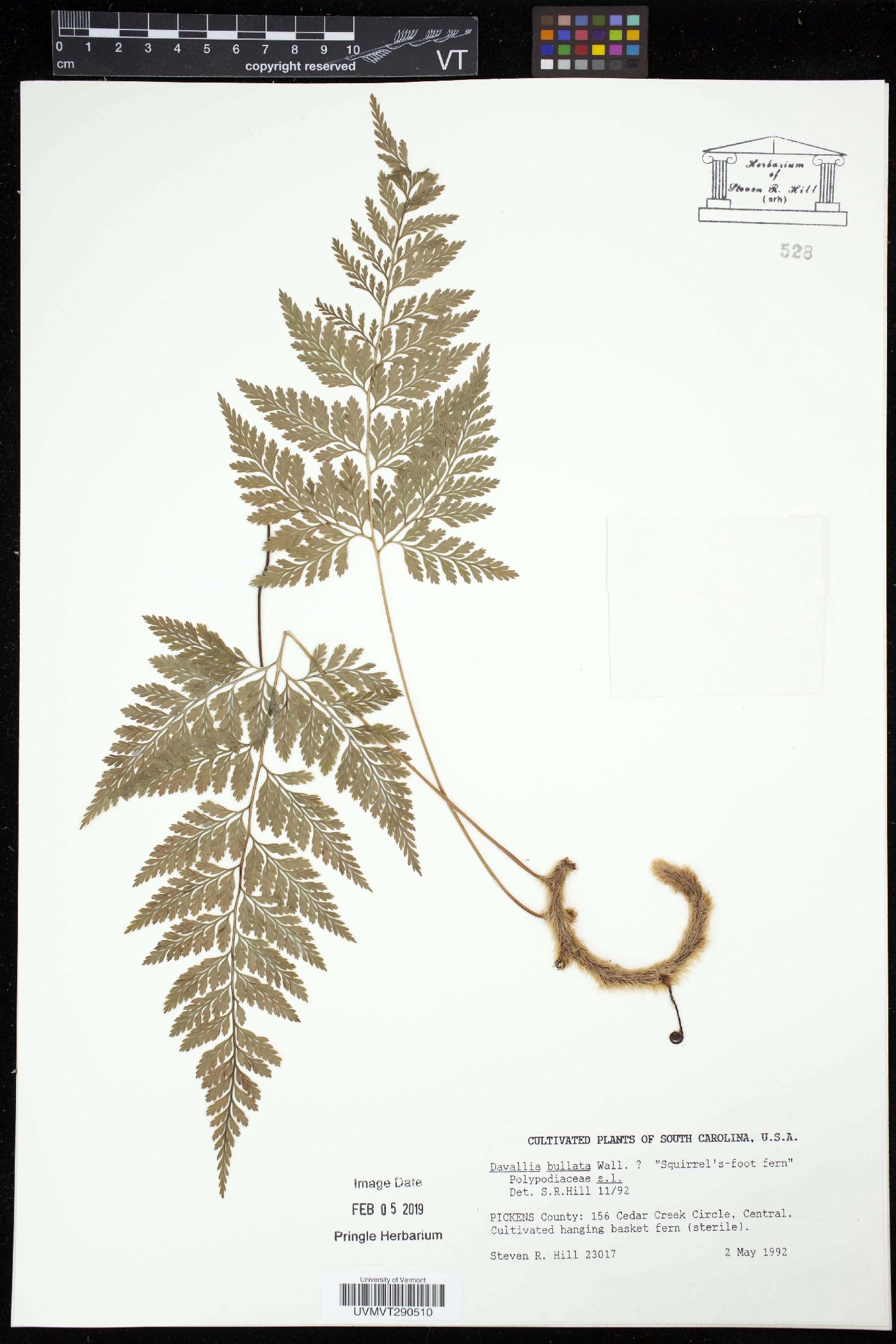 Davallia bullata image