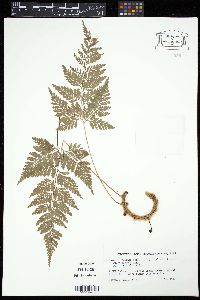Media resource of Davallia bullata