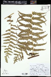 Dennstaedtia arborescens image