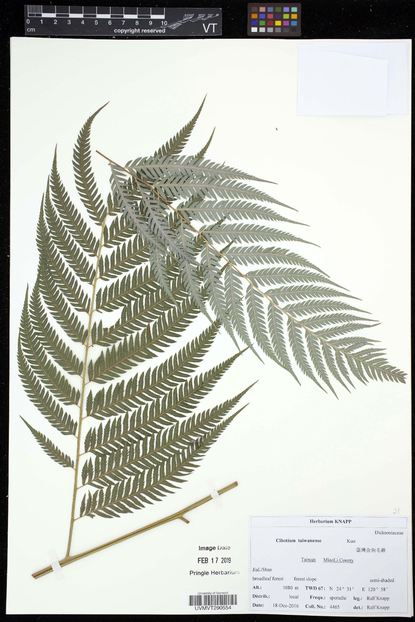 Cibotium taiwanense image