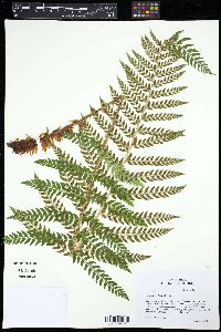 Polystichum dudleyi image