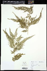 Selaginella delicatula image