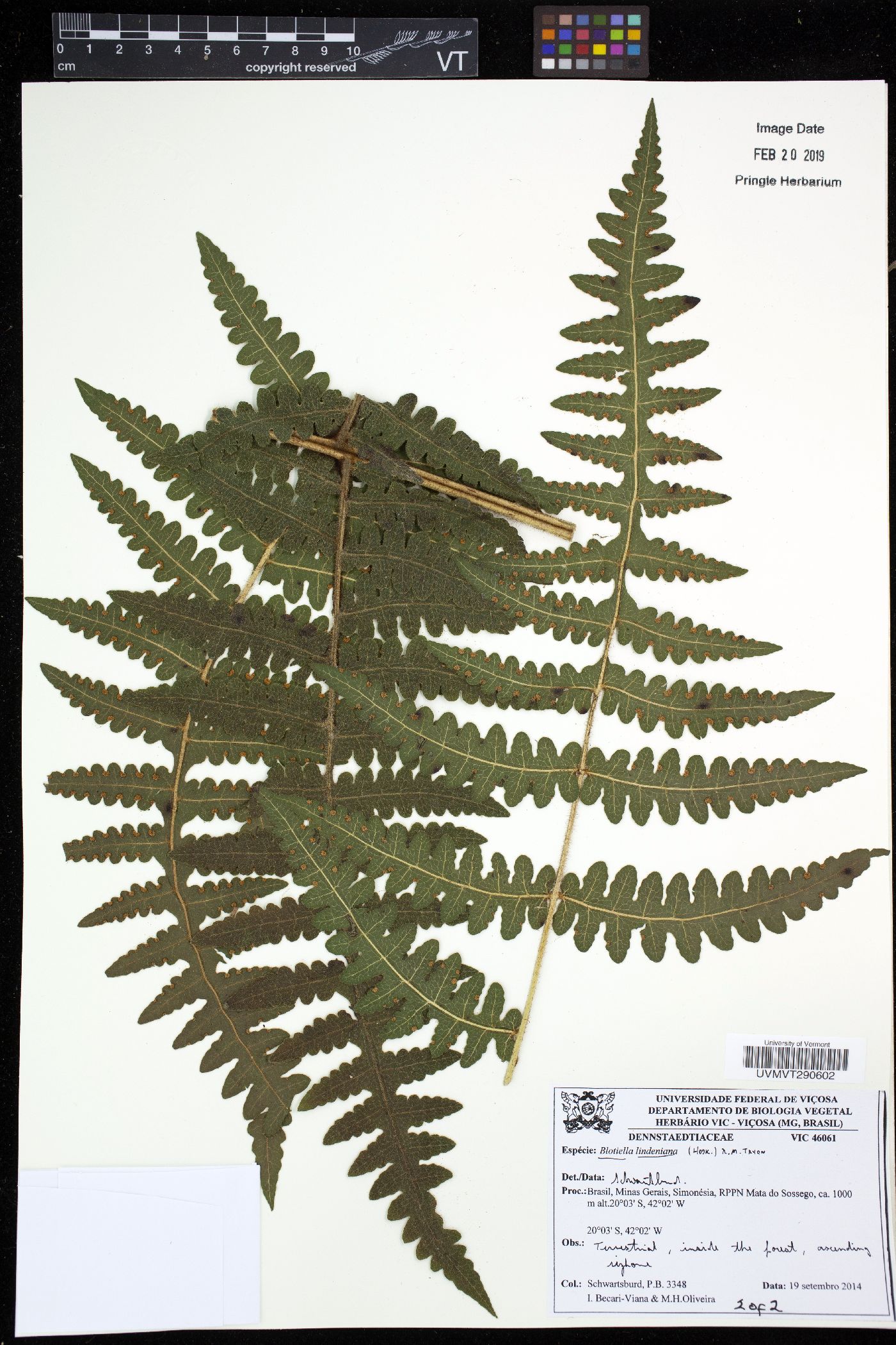 Blotiella lindeniana image