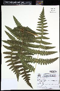 Media resource of Blotiella lindeniana
