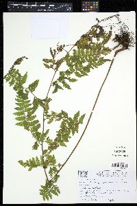 Image Associated With the Occurence