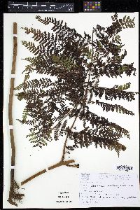 Dennstaedtia cicutaria image