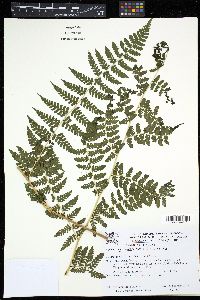 Dennstaedtia globulifera image