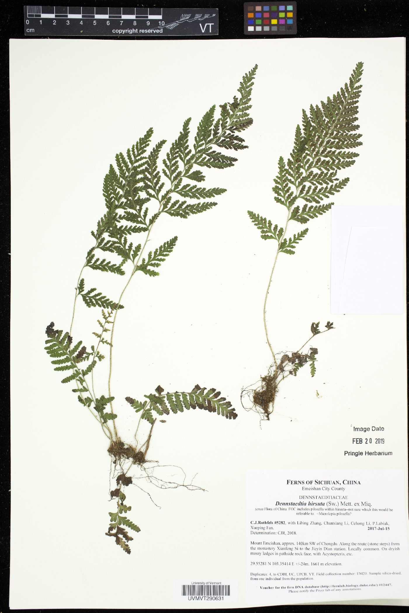 Dennstaedtia hirsuta image