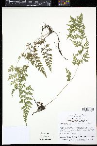 Media resource of Dennstaedtia wilfordii