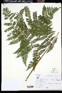 Hypolepis stolonifera image