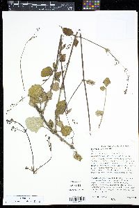 Boerhavia coccinea image