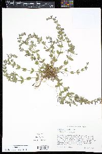 Scutellaria parvula image