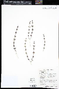 Scutellaria parvula image