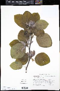 Magnolia cordata image