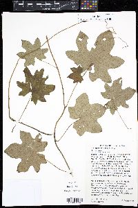 Menispermum canadense image