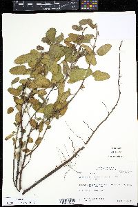 Waltheria indica image