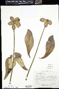 Sarracenia purpurea image