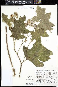 Solanum dimidiatum image