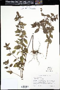 Mentha × piperita image