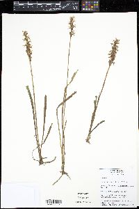 Spiranthes incurva image