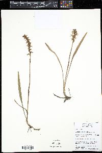 Spiranthes incurva image