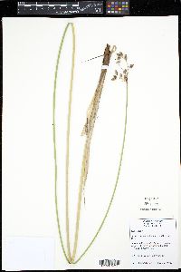 Schoenoplectus heterochaetus image