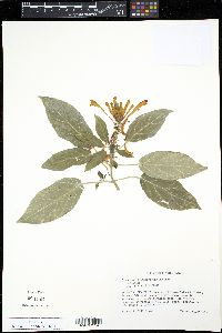 Scutellaria costaricana image