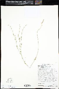 Linum medium image