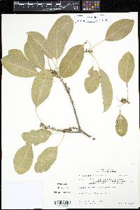Mastichodendron foetidissimum image