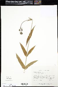 Penstemon digitalis image