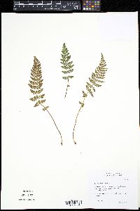 Woodsia ilvensis image