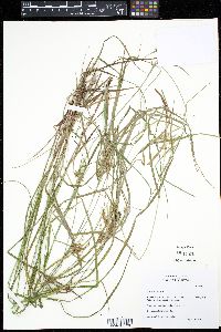 Carex baileyi image