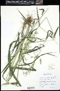 Cinna latifolia image