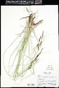 Carex flacca image